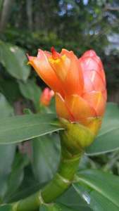 Costus spicatus (orange spiral ginger)