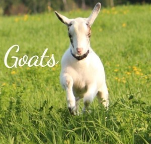 Roam with Goats! Family Outing for Up to 20