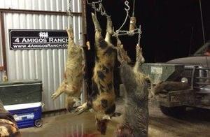 Wild Hog Hunt in Texas