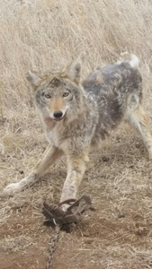 Robert Waddell Quest for 1,000 Coyotes Trap #927