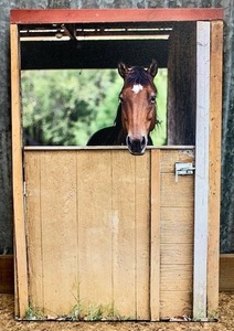 291 Horse in Barn Window Canvas