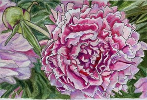 (A) Pink Peony