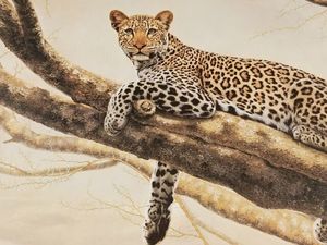 African Leopard