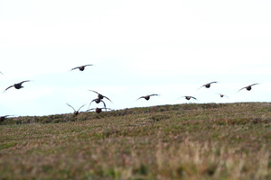 031. A day's grouse shooting for 8 or 9 guns