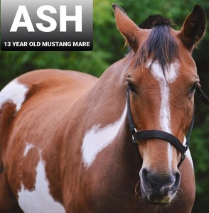 ASH - 13 year old mustang mare