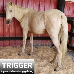 TRIGGER - 4 year old mustang gelding