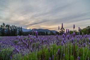 022-Lavender Fields in South Africa