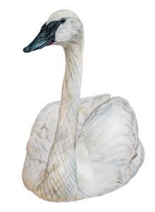 Trumpeter Swan