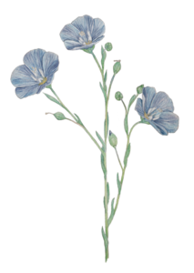 Blue Flax