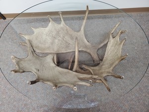 Moose Antler Table