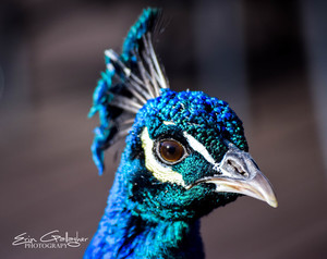 Peacock Photo