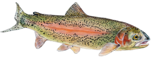 Rainbow Trout