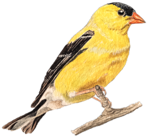 American Goldfinch