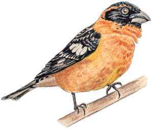 Black-headed Grosbeak