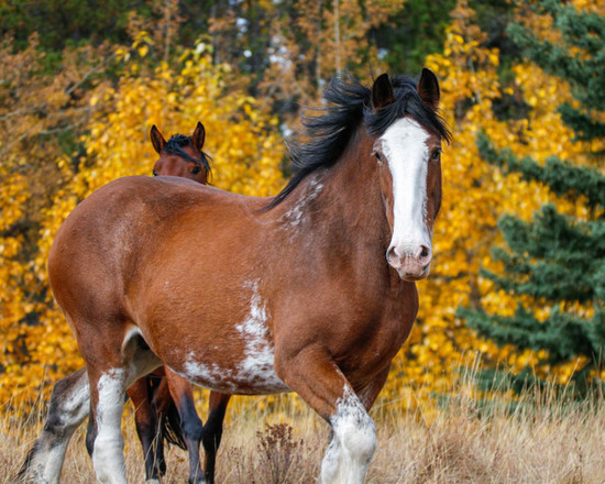 Free Spirit Sanctuary