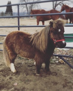 Sponsor a Horse - Macho the mini