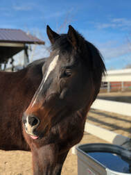 Sponsor a Horse - Sully the gentle giant