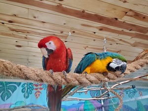 Large Rope Perch for Macaw Aviary