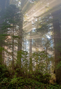 "Redwoods Sunrise" photo