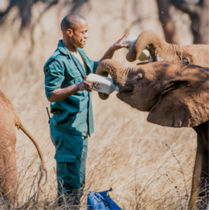 14: LILAYI ELEPHANT NURSERY VISIT