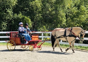 Driving Lesson or Carriage Ride for One