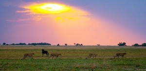 15: MATIAMANENE CAMP, LIUWA PLAINS