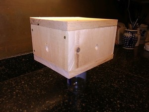 Carpenter Bees are ready for a visit to your house