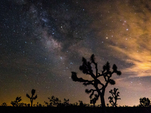 Milky Way with Joshua Tree