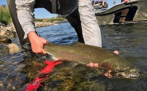 Bow River Guided Fly Fishing Trip