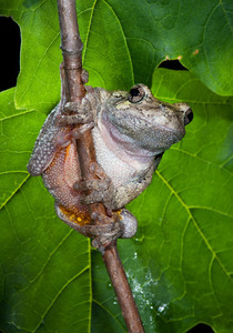 Two Outstanding Frog Images