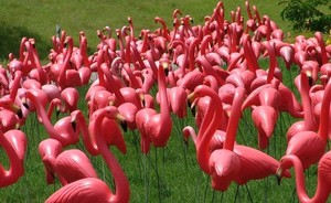 Box of 25 Flamingos