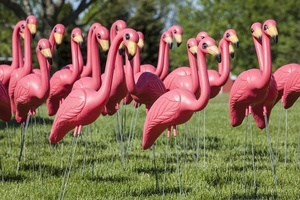 Box of 50 Flamingos