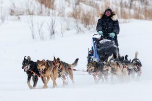 Sled Dog Adventure & Dinner at Jeffrey's