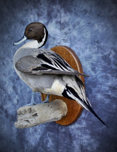 Taxidermy Duck Mount