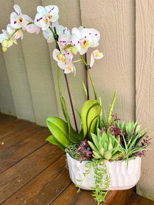 71 - Orchid and Succulent Centerpiece