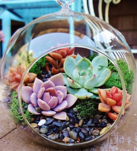 72 - Hanging Medium Terrarium