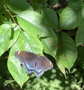 Butterflying Walk