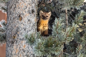 1. Northern Maine Marten & Fisher Trapping