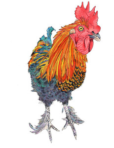 Portrait of Furgus the Rooster