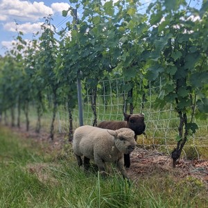 Meet-the-Sheep, Tour, & Wine & Rt 11 Chips Pairing