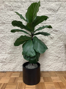 Fiddle Leaf Fig