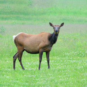 10. Utah General Elk Hunt