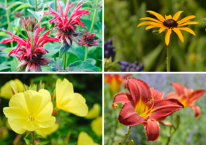 One Dozen Perennials