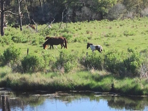 Chincoteague Island Weekend Getaway