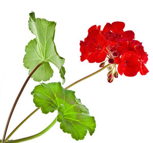 Gee, Be A Geranium! $500+