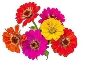 Be a Zazzy Zinnias! $100+