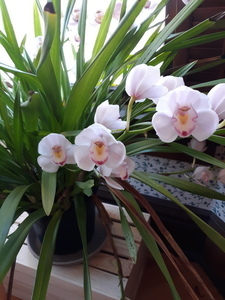 Cymbidium Orchid