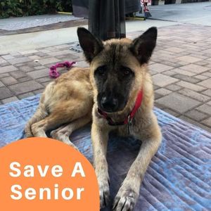 Save a Senior