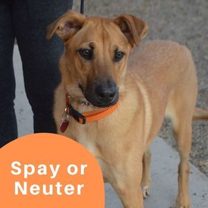 Spay or Neuter One Dog