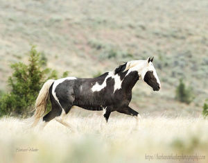 Renegade by Barbara Wheeler Photography